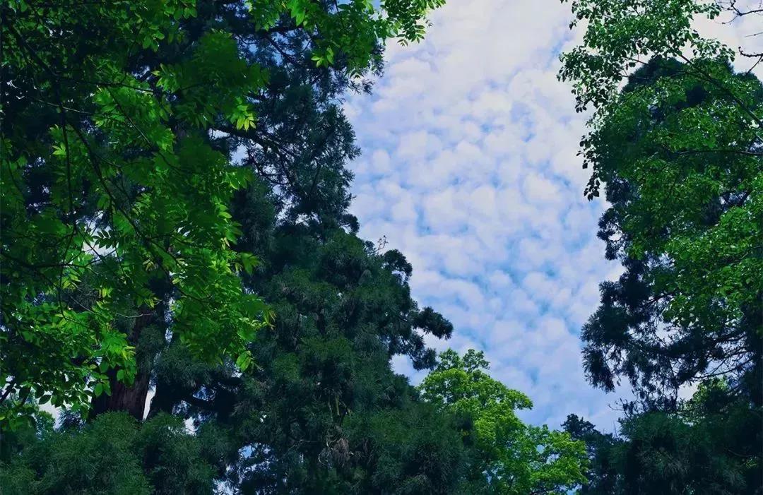 植樹節(jié)|守護(hù)綠色家園的秘密武器!